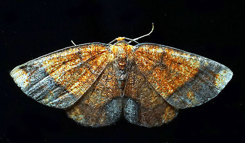 #991 Dapa, Valle Del Cauca
2100 m