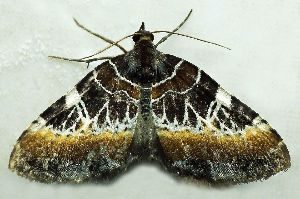 #992 Dapa, Valle Del Cauca<br />
2100 m