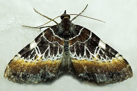 #992 Dapa, Valle Del Cauca
2100 m