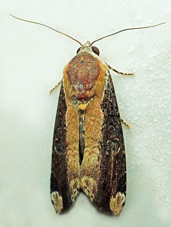 Magusa divericata Dapa, Valle Del Cauca<br />
2100 m Magusa divaricata,Magusa orbifera