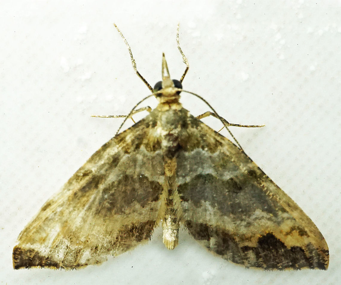 #993 Dapa, Valle Del Cauca<br />
2100 m