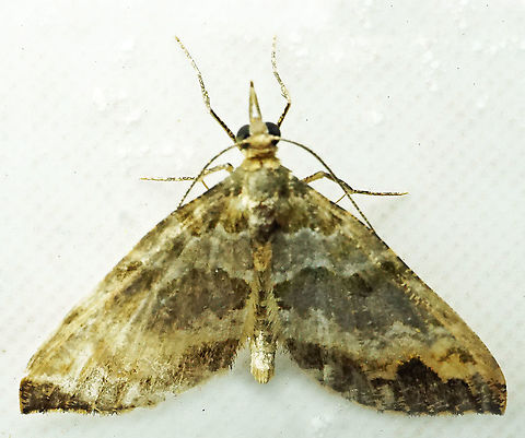 #993 Dapa, Valle Del Cauca
2100 m