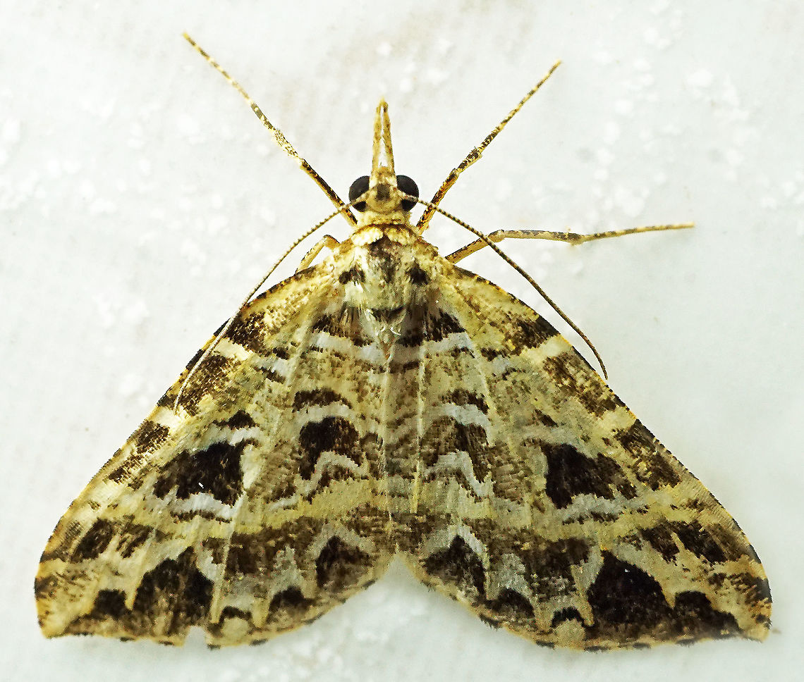 #994 Dapa, Valle Del Cauca<br />
2100 m