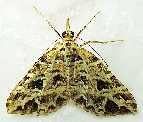 #994 Dapa, Valle Del Cauca
2100 m