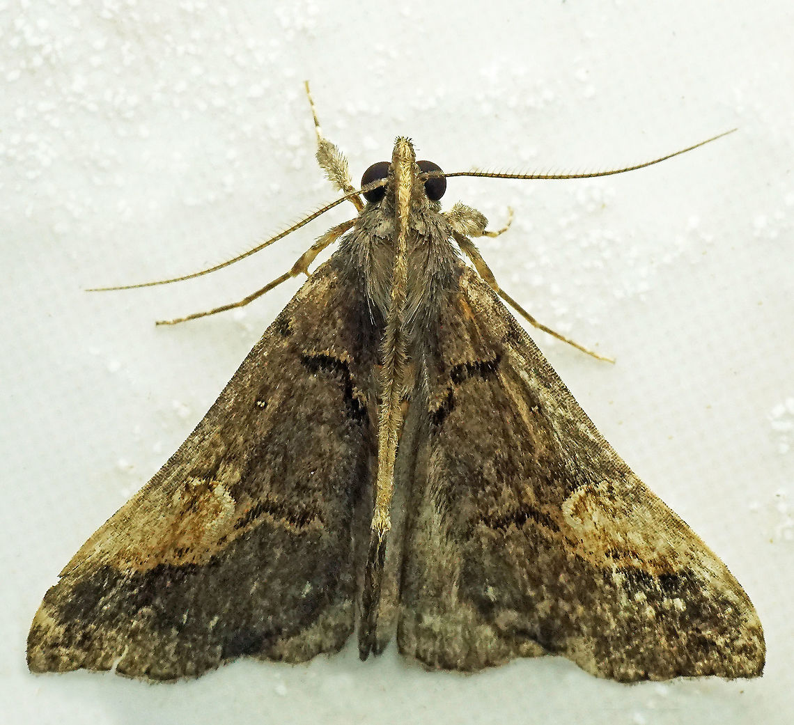 #995 Dapa, Valle Del Cauca<br />
2100 m