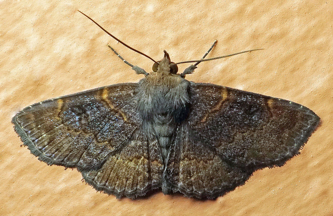 #996 Dapa, Valle Del Cauca<br />
2100 m