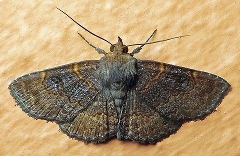 #996 Dapa, Valle Del Cauca
2100 m