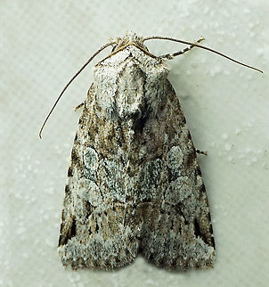 #997 Dapa, Valle Del Cauca
2100 m