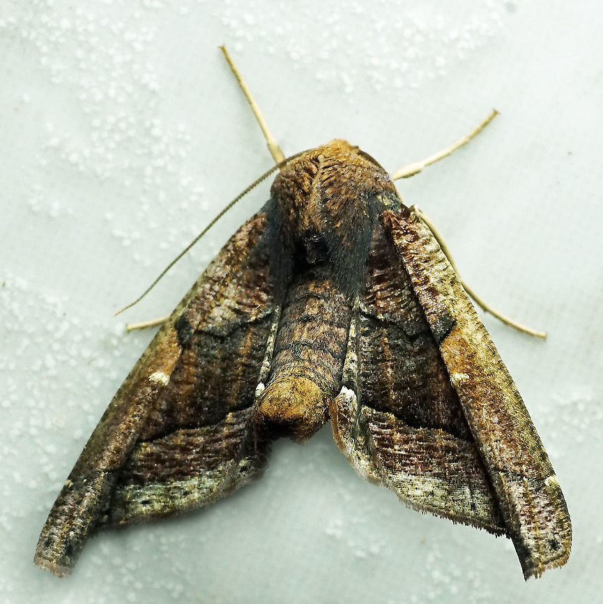 Pero sp. Dapa, Valle Del Cauca<br />
2100 m