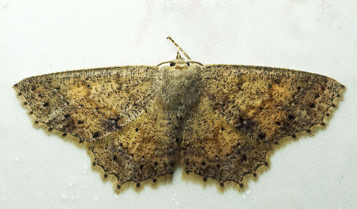 #998 Dapa, Valle Del Cauca<br />
2100 m