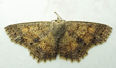 #998 Dapa, Valle Del Cauca
2100 m