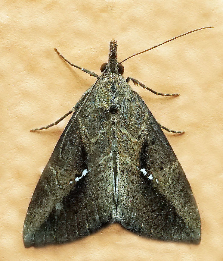 Hypena sp. Dapa, Valle Del Cauca<br />
2100 m