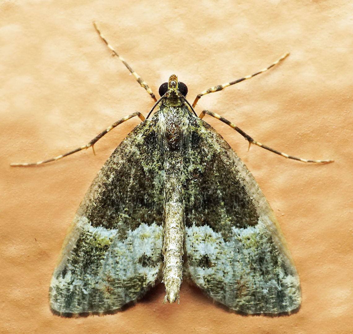 #999 Dapa, Valle Del Cauca<br />
2100 m