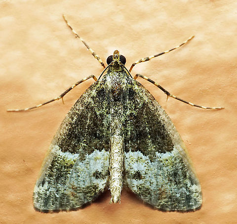 #999 Dapa, Valle Del Cauca
2100 m