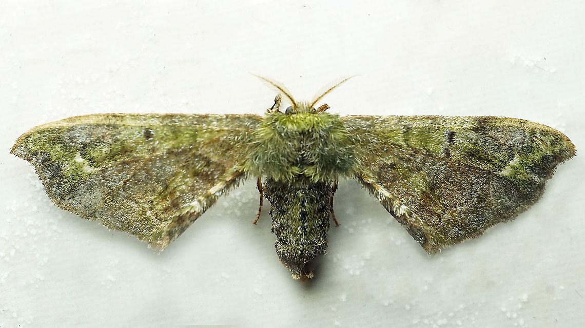 #1000 Dapa, Valle Del Cauca<br />
2100 m