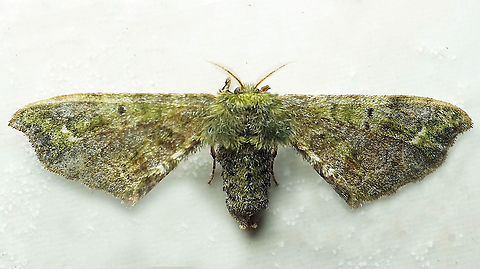 #1000 Dapa, Valle Del Cauca
2100 m