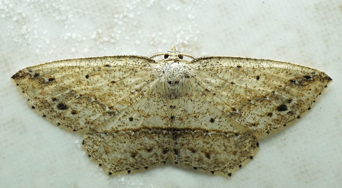 #1001 Dapa, Valle Del Cauca<br />
2100 m