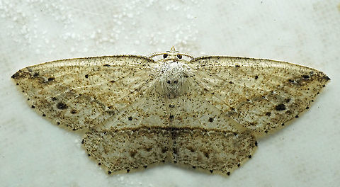 #1001 Dapa, Valle Del Cauca
2100 m