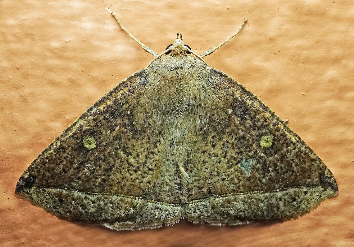 #1002 Dapa, Valle Del Cauca<br />
2100 m