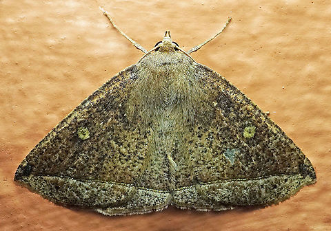 #1002 Dapa, Valle Del Cauca
2100 m