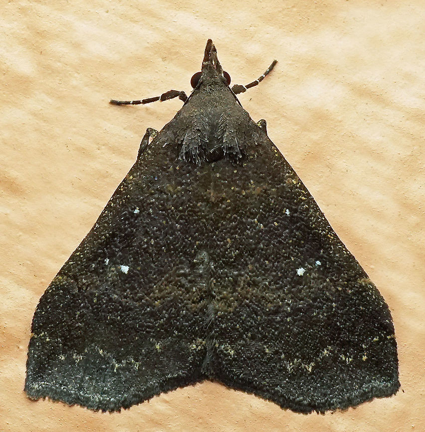 Hypenula cacuminalis Dapa, Valle Del Cauca<br />
2100 m