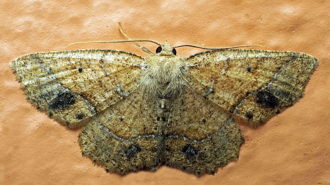 #1003 Dapa, Valle Del Cauca<br />
2100 m