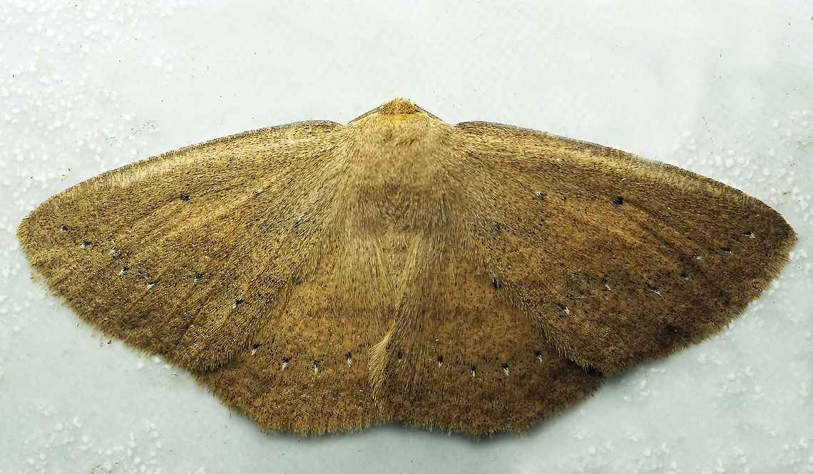 #1004 Dapa, Valle Del Cauca<br />
2100 m