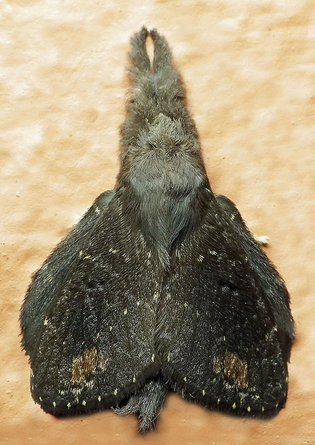 Euglyphis sp Dapa, Valle Del Cauca<br />
2100 m