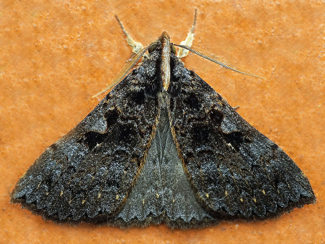 #1005 Dapa, Valle Del Cauca<br />
2100 m