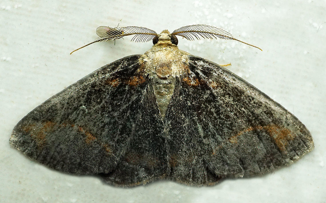 #1006 Dapa, Valle Del Cauca<br />
2100 m