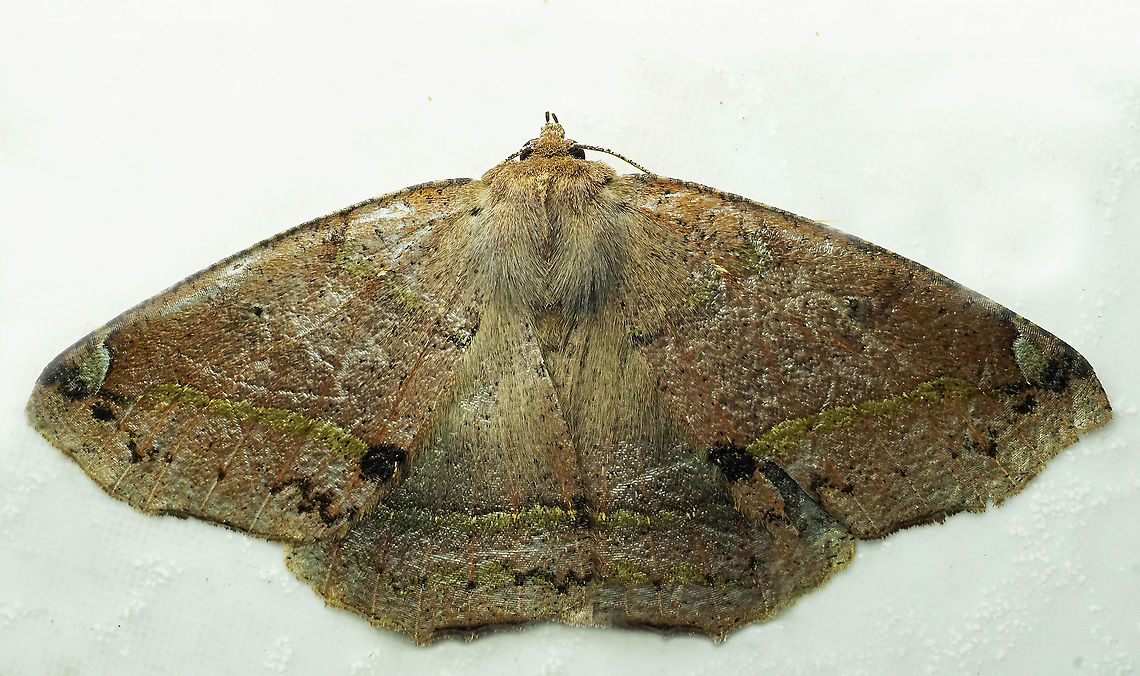 Herbita sp. Dapa, Valle Del Cauca<br />
2100 m