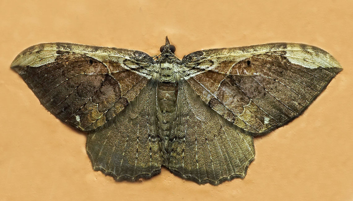 #1007 Dapa, Valle Del Cauca<br />
2100 m