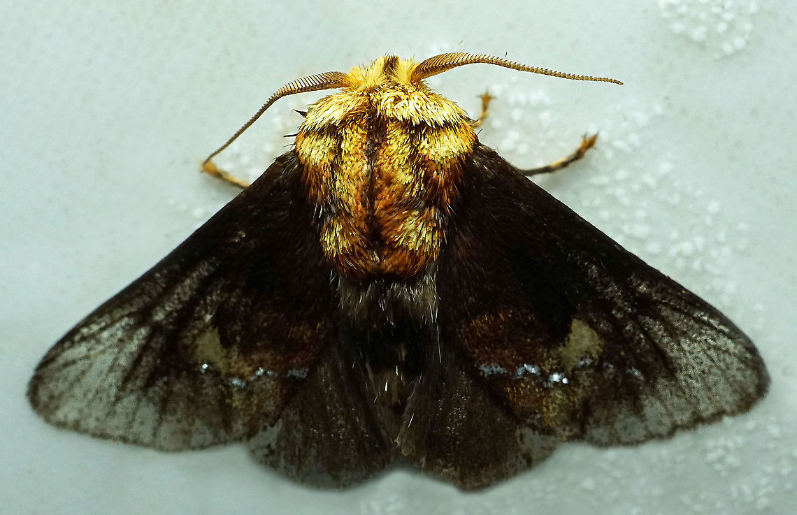 Miresa sp. Dapa, Valle Del Cauca<br />
2100 m