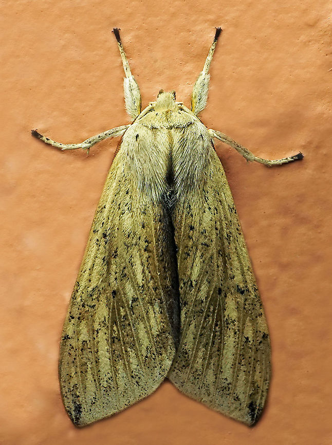 #1008 Dapa, Valle Del Cauca<br />
2100 m