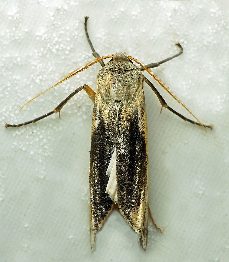 #1009 Dapa, Valle Del Cauca<br />
2100 m