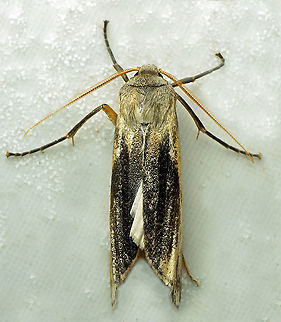 #1009 Dapa, Valle Del Cauca
2100 m