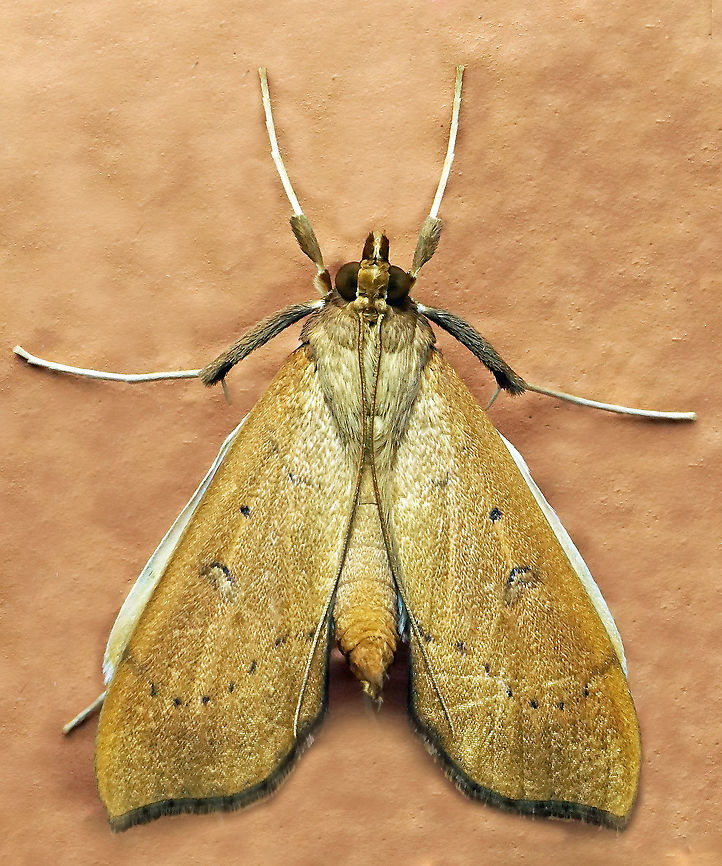 Anarmodia sp. Dapa, Valle Del Cauca<br />
2100 m