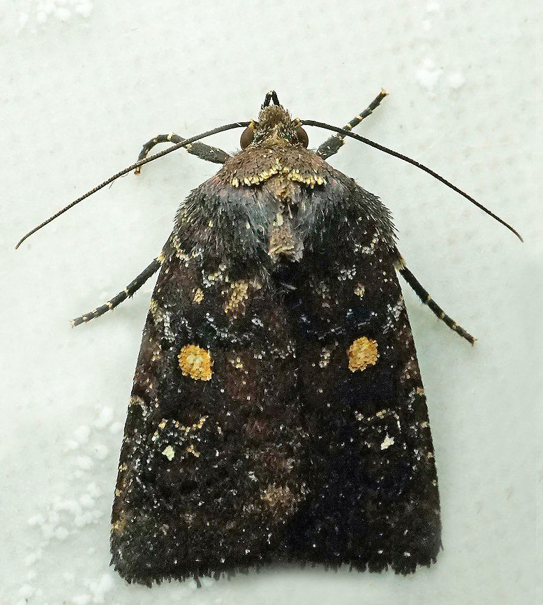 #1010 Dapa, Valle Del Cauca<br />
2100 m