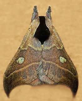Hylesia nanus Dapa, Valle Del Cauca
2100 m Hylesia nanus