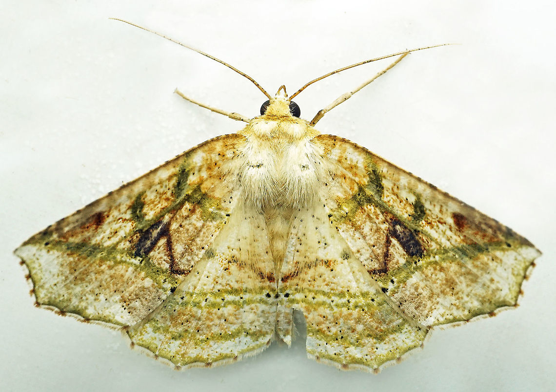 #1011 Dapa, Valle Del Cauca<br />
2100 m