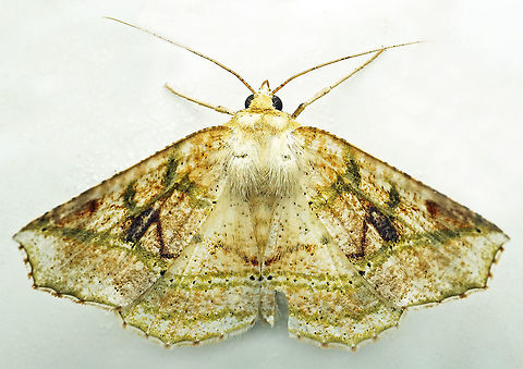 #1011 Dapa, Valle Del Cauca
2100 m