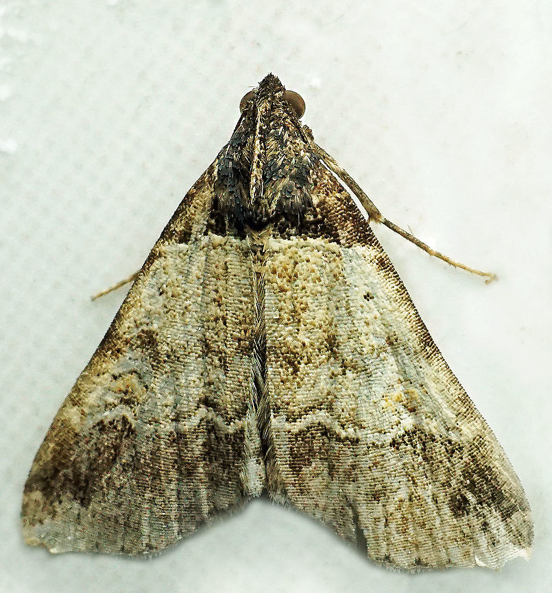 #1012 Dapa, Valle Del Cauca<br />
2100 m