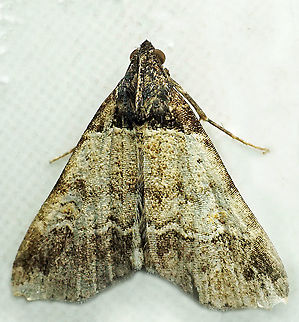 #1012 Dapa, Valle Del Cauca
2100 m