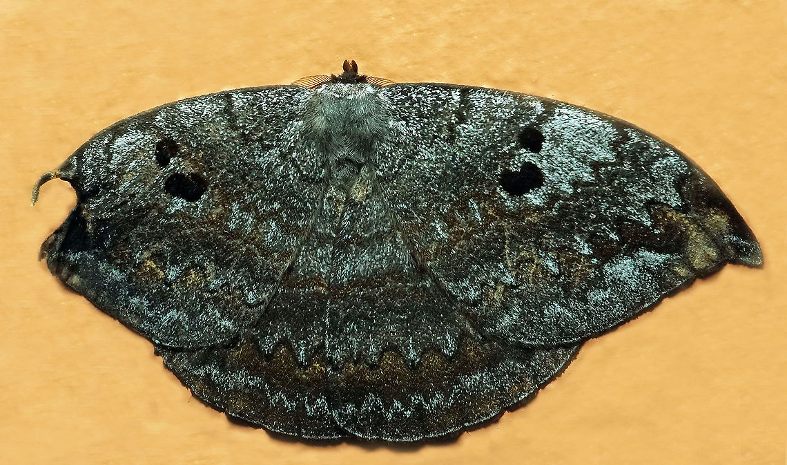 #1013 Dapa, Valle Del Cauca<br />
2100 m