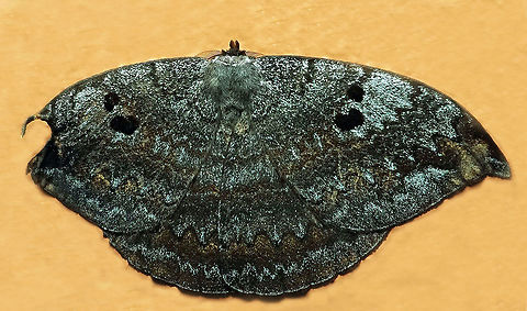 #1013 Dapa, Valle Del Cauca
2100 m