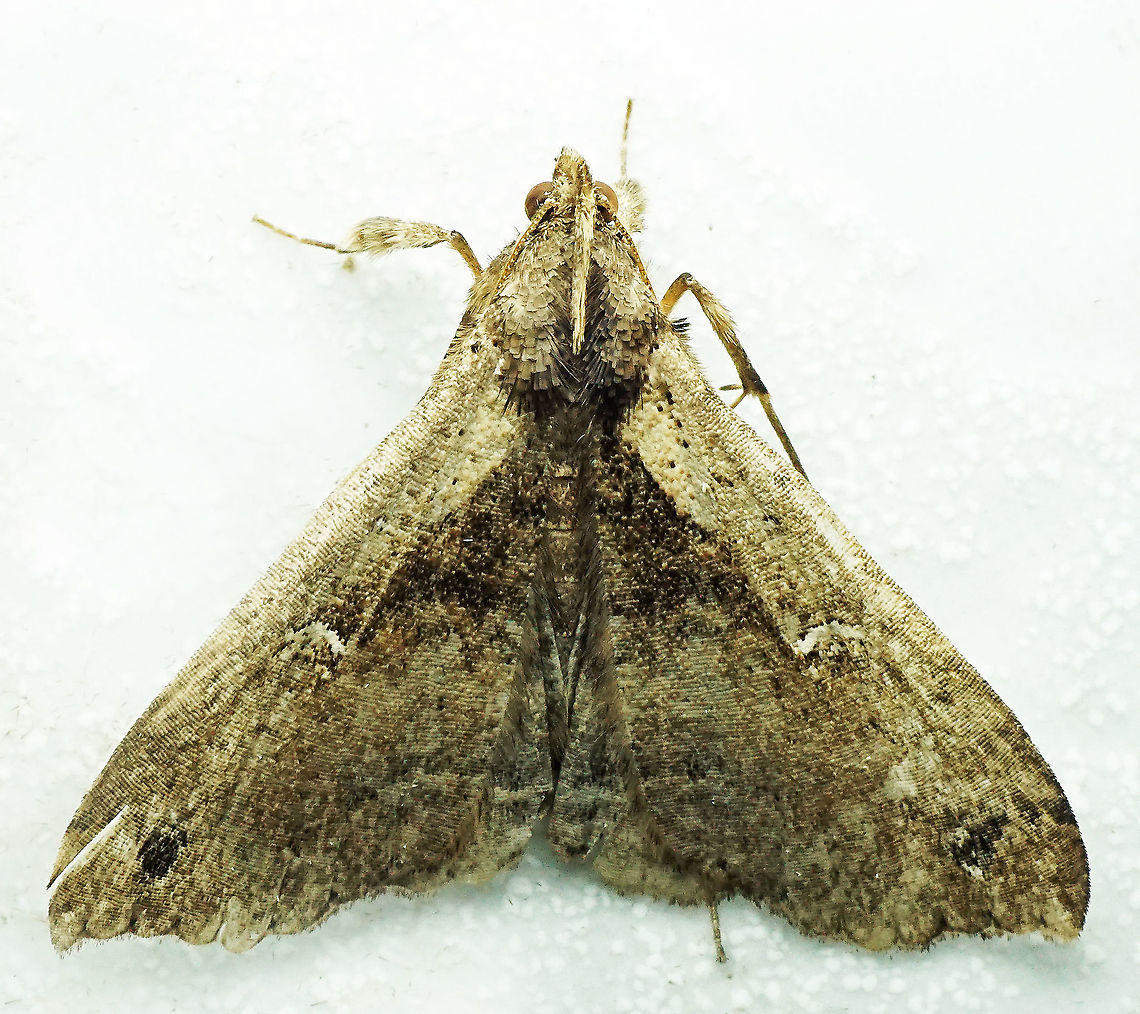 #1014 Dapa, Valle Del Cauca<br />
2100 m