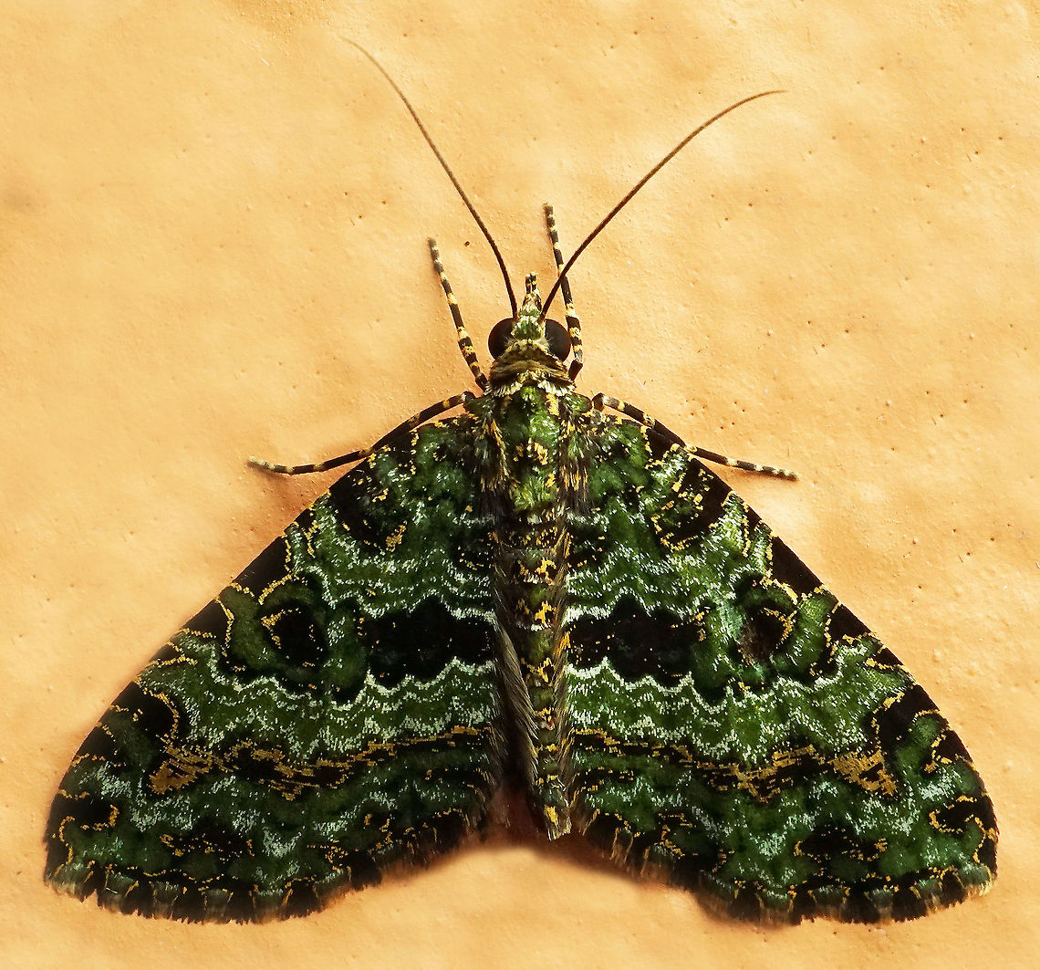 #1015 Dapa, Valle Del Cauca<br />
2100 m