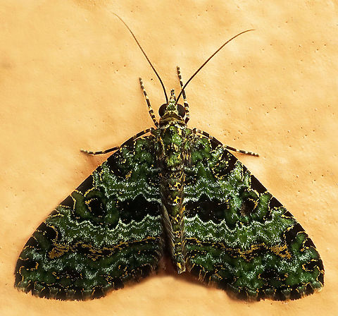 #1015 Dapa, Valle Del Cauca
2100 m