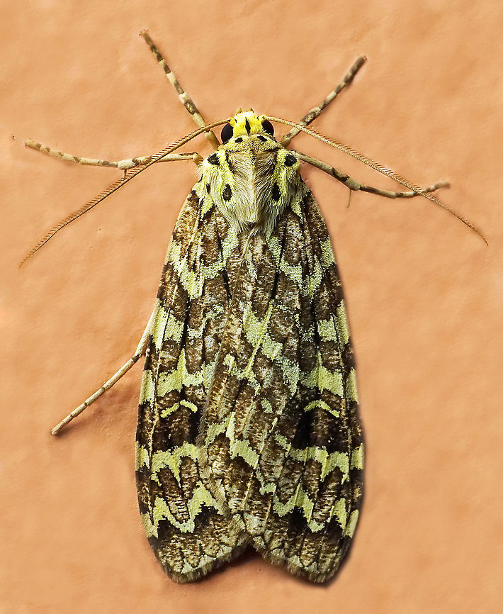 !016 Dapa, Valle Del Cauca<br />
2100 m