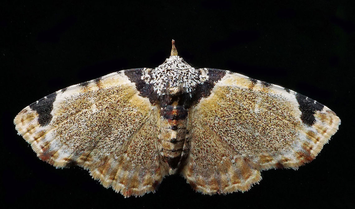 #1017 Dapa, Valle Del Cauca<br />
2100 m